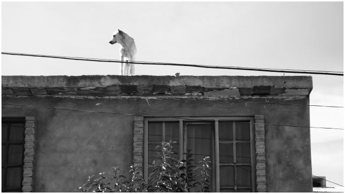 Dogs on the roof!